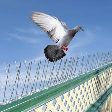 Get free shipping on qualified pigeons pest control or buy online pick up in store today in the outdoors department. 1m Fence Wall Spike Anti Bird Pigeon Repeller Deterrent Window Defender Perch 5000987590780 Ebay