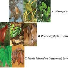 Image result for Leptonychia tokana