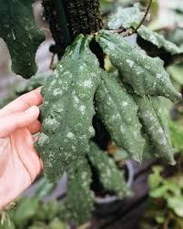 Image result for Polystachya undulata