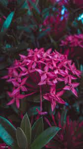 Pontianak harum sundal malam 2. Foto Von Bunga Harum Sundal Malam Id 135996875 Lizenzfreie Bild Stocklib