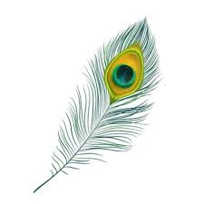 Micro picture of a peacock feather with attractive colours. Peacock Feather Images Free Vectors Stock Photos Psd