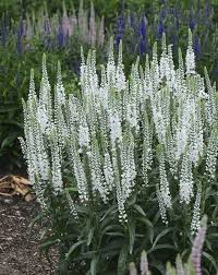 Check spelling or type a new query. Magic Show White Wands Is A Veronica With Pure White Spikes Appearing For Several Months From Midsummer To Late Summer White Plants Garden Shrubs Moon Garden