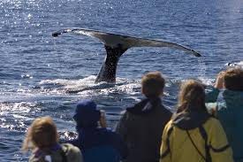 Gain a deeper understanding of the ocean. Whale Watching In San Diego Tips To Prevent Sea Sickness Scrippsamg