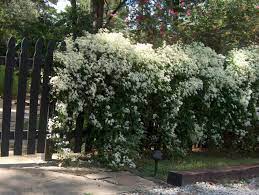 Maybe you would like to learn more about one of these? 10 Privacy Plants For Screening Your Yard In Style
