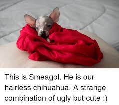 Chihuahua And Chihuahua Meme On Me Me