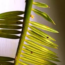 This strategy works especially well on indoor plants with limited exposure to other insects. What Are The Small Brown Bugs On My Houseplants Dealing With Scale Pests Apartment Therapy