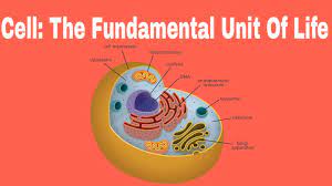Class 9 science chapter 5 extra question answers are important for class tests as well as terminal exams. Cbse Class 9 Hindi Fundamental Unit Of Life The Cell Class 9 By Unacademy