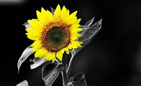 For this post, we've collected 12 beautiful sunflower wallpapers for you, just click on the wallpaper you choose, download tags: Sunflower Black And White Yellow Sunflower Nature Flowers White Black Hd Wallpaper Wallpaperbetter