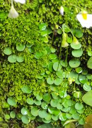 Image result for Utricularia striatula