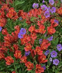 Alstroemeria Koncajoli Pp 22267 Flowers Perennials Alstroemeria Peruvian Lilies