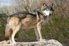 Differences In Fur Length Mexican Gray Wolf Mexican Wolf Grey Wolf