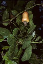 Image result for Anacardium