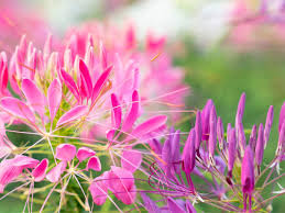 Image result for Cleome