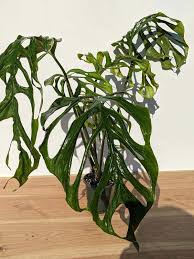 Image result for Laggera gracilis