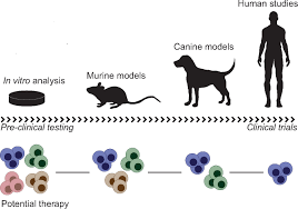 Methods used in evaluating bone structure and strength in animal models. Man S Best Friend Utilizing Naturally Occurring Tumors In Dogs To Improve Chimeric Antigen Receptor T Cell Therapy For Human Cancers Molecular Therapy
