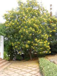 Image result for Peltophorum africanum