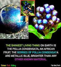 Image result for Pollia condensata