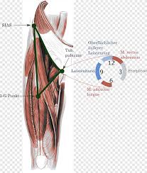 In this image, you may find groin region anatomy diagram. Groin Pain Adduktor Inguinal Ligament Pubis Kante Anatomy Arm Png Pngegg