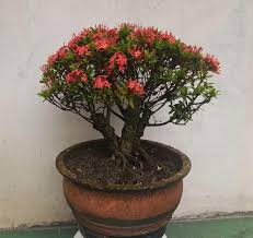 Image result for Ixora longipedunculata