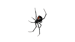 The black widow spider rarely bites people, but when it does, its venom can cause an unpleasant reaction. Spider Bite Comparison Black Widow Vs Brown Recluse Aai Pest Blog