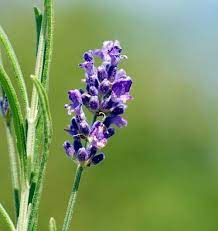Lavendelöl innerlich verwendet, in der küche und in der medizin. Lavendelol Innerlich Eingenommen Wirkt Gegen Angst Aromatherapie