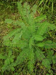 Image result for Sesbania sericea