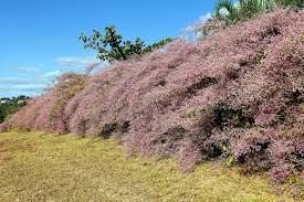 Image result for Congea