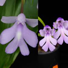 Image result for Habenaria walleri