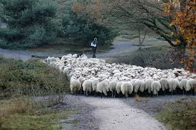 Image result for shepherd