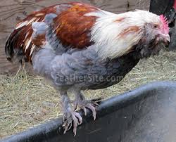 Raised by a hardworking, independent farmer & delivered to your door. Salmon Faverolles