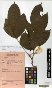 Image result for Sorindeia katangensis