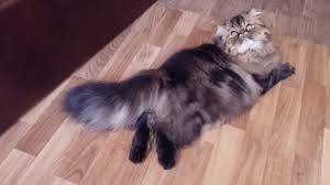 а ты не видишь шоли что я анджелина джоли Ty Ne Vidish Sholi Sho Ya Andzhelina Dzholi Youtube