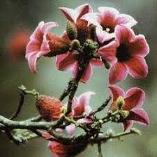 Tropical house plants and trees to grow indoors at home. Brachychitons The Australian Bottle Trees Dave S Garden