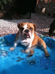 What Do You Mean I Have To Get Out English Bulldog Puppies Stinky Dog Bulldog Funny