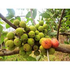 May 07, 2020 · anjeer fruit is an asian species of flowering plant in the mulberry family. Fig Anjeer Tree à¤… à¤œ à¤° à¤• à¤ª à¤§ Sk Hitech Nursery Latur Id 15358173073