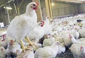 Harga Ayam Broiler Ayam Hidup Penyakit