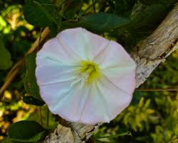 Fragments of vertical roots and rhizomes as short as 2 inches can form new plants (figure 7). Bindweed Welovegrowingstuff