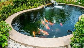 Banyak pilihan dalam memilih kolam ikan yang digunakan. Cara Membuat Kolam Ikan Dengan Bahan Sederhana