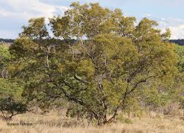 Image result for Peltophorum africanum