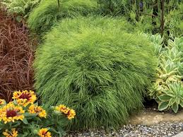 Image result for Carex cognata