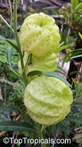 Image result for Gomphocarpus glaucophyllus