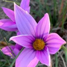 Image result for Romulea camerooniana