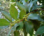 Image result for Myrica pilulifera