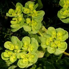 Image result for Euphorbia inaequilatera