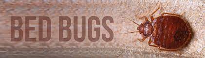 Best & guaranteed bed bug pest control company in london for fast bedbugs removal treatments. Bed Bug Treatment South London Expert Advice Local Call Outs