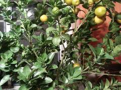 Maybe you would like to learn more about one of these? The Case Of The New Citrus Owner The Dying Kumquat Tree