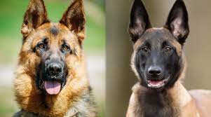 Quick summary below are a few quick comparisons between the two breeds. German Shepherd Vs Belgian Malinois Comparing Two Confident Breeds