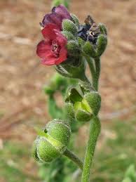 Image result for Cynoglossum amplifolium