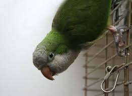 See full list on thesprucepets.com Monk Parakeets As Pets Pictures Cost To Buy And Temperament Info Embora Pets