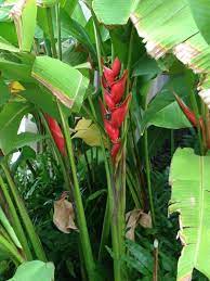 Heliconia Heliconia This Beautiful Plant Appears To Be In The Heliconia Genus Of Which There Are Over 100 Spec Banana Plants Tropical Garden Tropical Plants